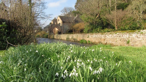 A clump of snowdrops in the foreground with a river behind and a watermill in the distance on the other side of the river